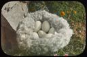 Image of Six Brant Eggs in Nest